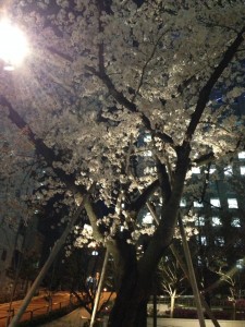 桜_2015-03-30